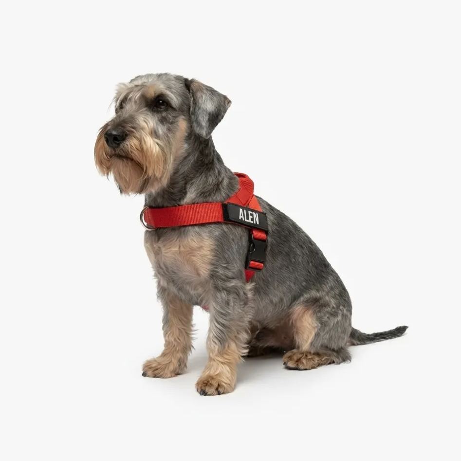 Adjustable Neck & Chafe-Resistant Dog Harness for Small Dogs – No-Pull, Soft Mesh, Easy-Click Buckle