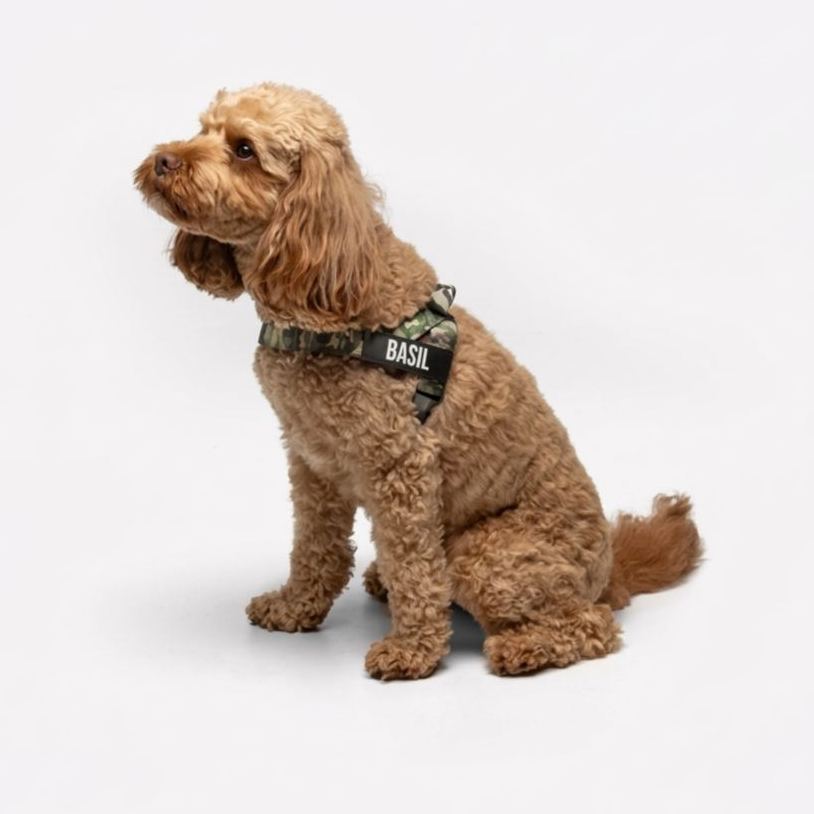 Adjustable Neck & Chafe-Resistant Dog Harness for Small Dogs – No-Pull, Soft Mesh, Easy-Click Buckle