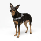 Adjustable Neck & Chafe-Resistant Dog Harness for Small Dogs – No-Pull, Soft Mesh, Easy-Click Buckle
