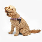 Adjustable Neck & Chafe-Resistant Dog Harness for Small Dogs – No-Pull, Soft Mesh, Easy-Click Buckle