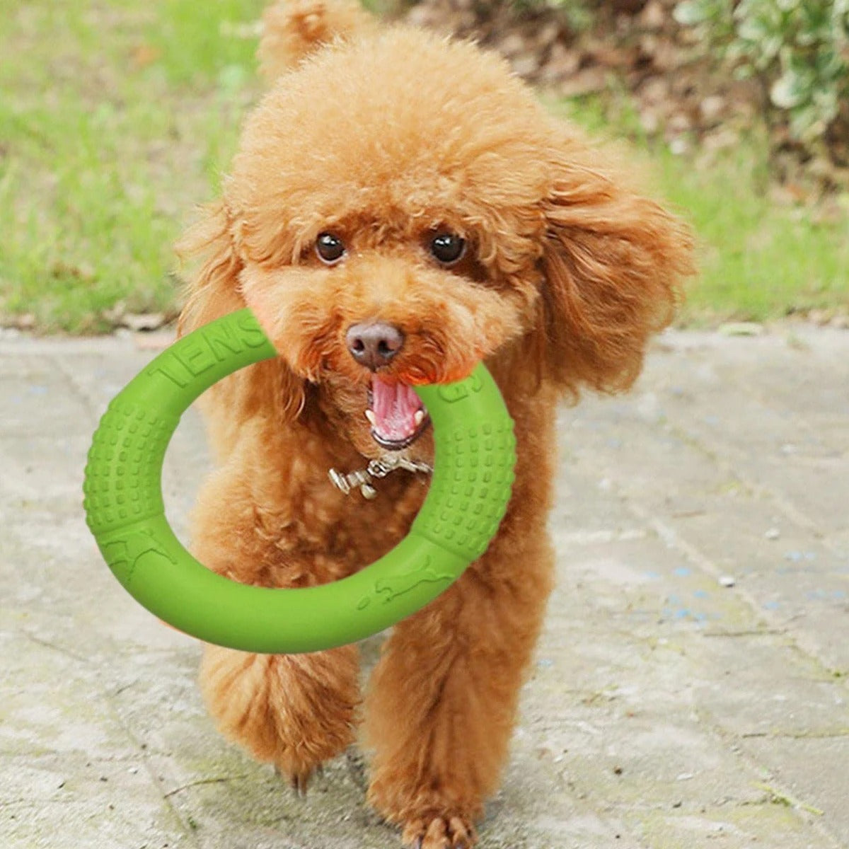 Floating Water Dog Toy Training Ring – Buoyant Fetch Ring for Dogs