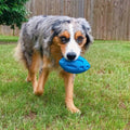 Squeaky Dog Chew Toys for Aggressive Chewers – Durable Rubber Puppy Teething Toy