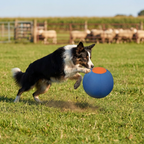 Inflatable Bite-Resistant Herding Ball for Dogs — Interactive Push & Chase Toy for High-Energy Breeds