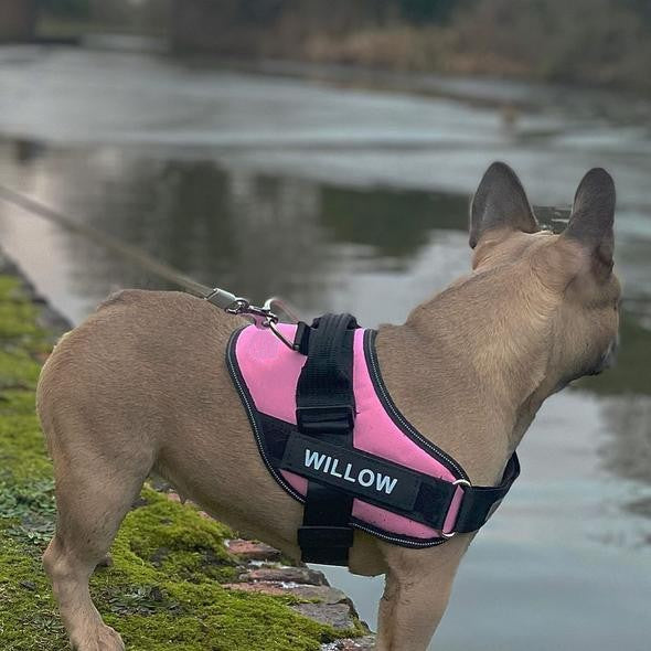Custom No-Pull Dog Harness with Personalized Name Patch