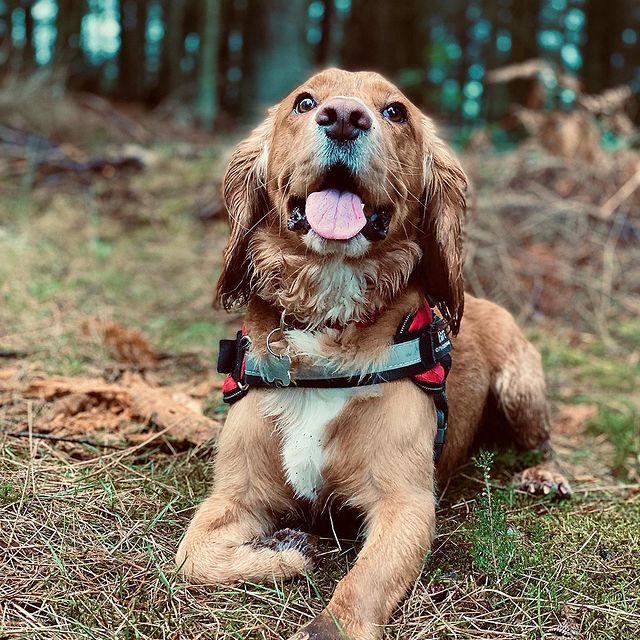 Custom No-Pull Dog Harness with Personalized Name Patch