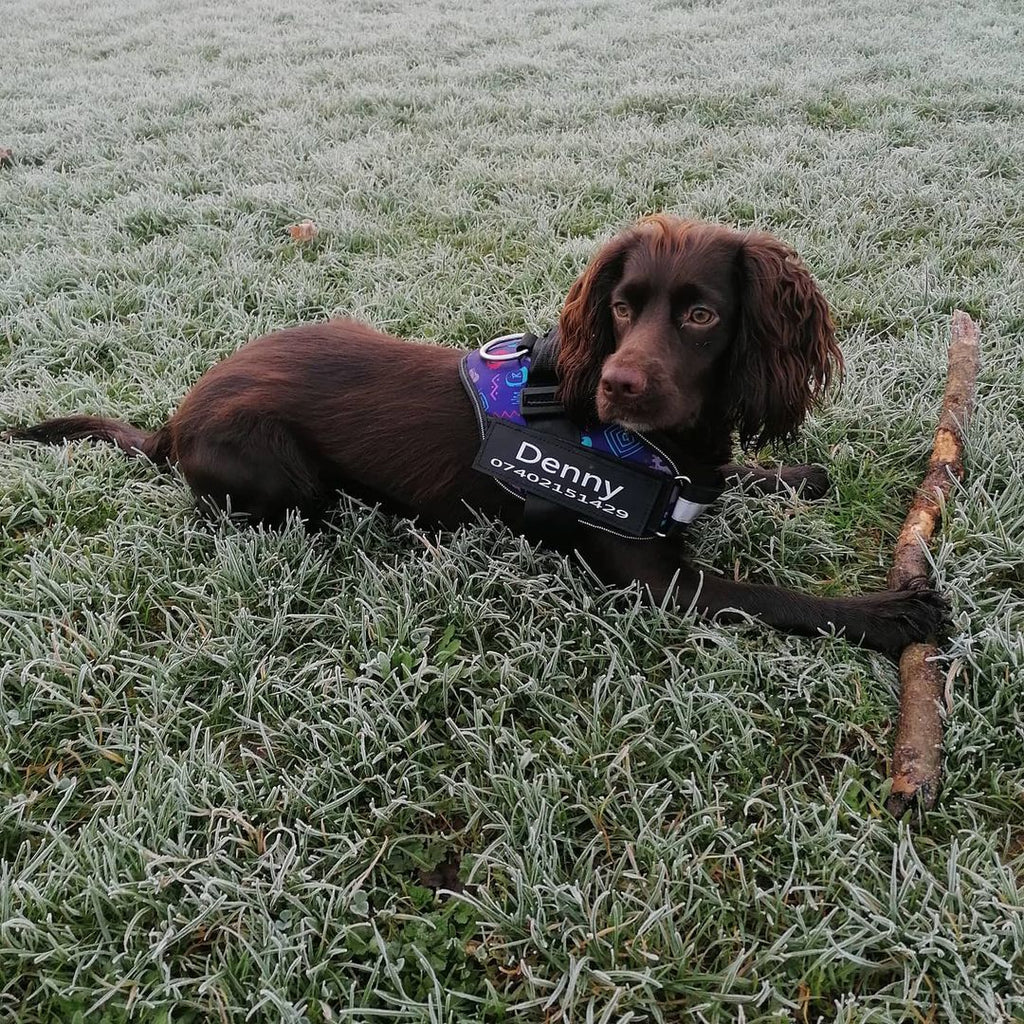 Custom No-Pull Dog Harness with Personalized Name Patch