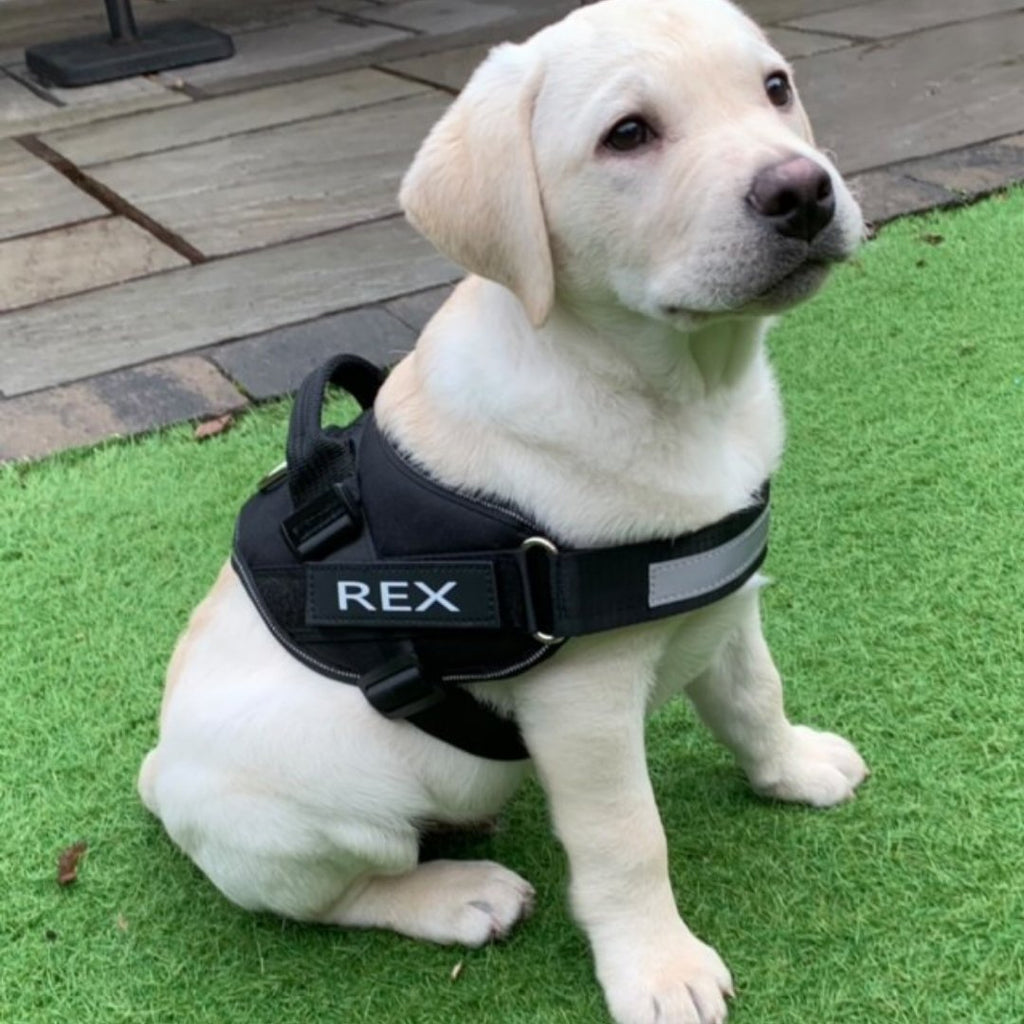 Custom No-Pull Dog Harness with Personalized Name Patch