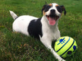 Interactive Dog Play Ball – Bouncing & Sound-Making Toy for Mental Stimulation