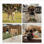 Durable Dog Toy Ball for Stress Relief & Active Play